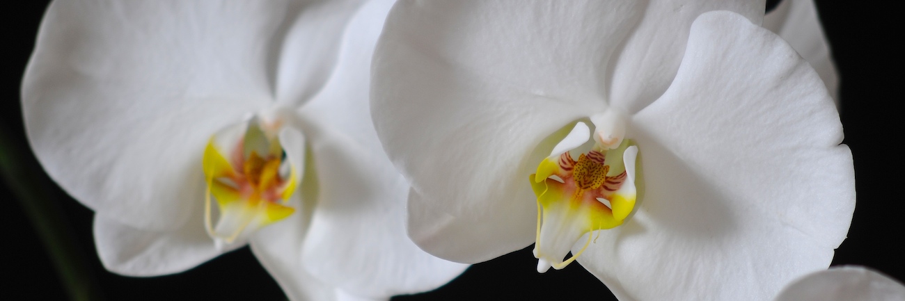 Foto Orchideen